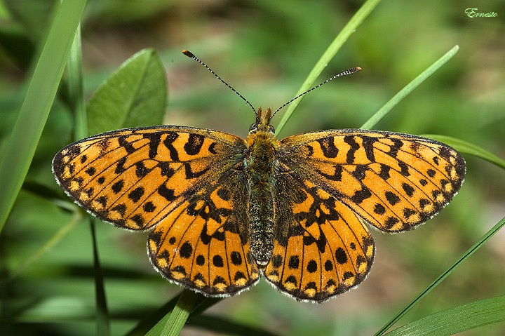 Boloria sp.